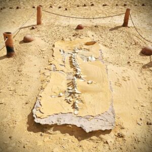 520225381_3728424360793590_5629522549490693583_n