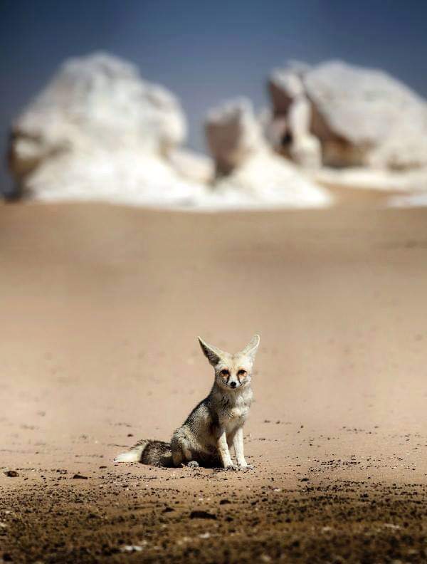 White desert National PARK