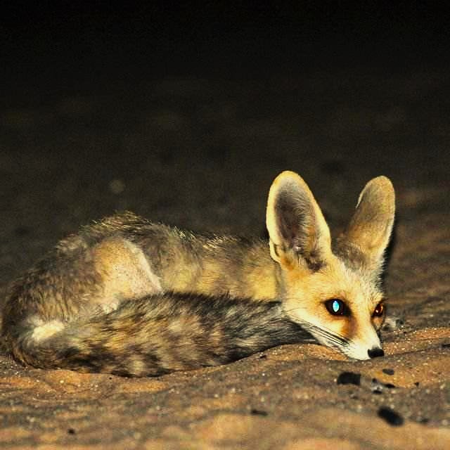 desert animal Sahara desert tours