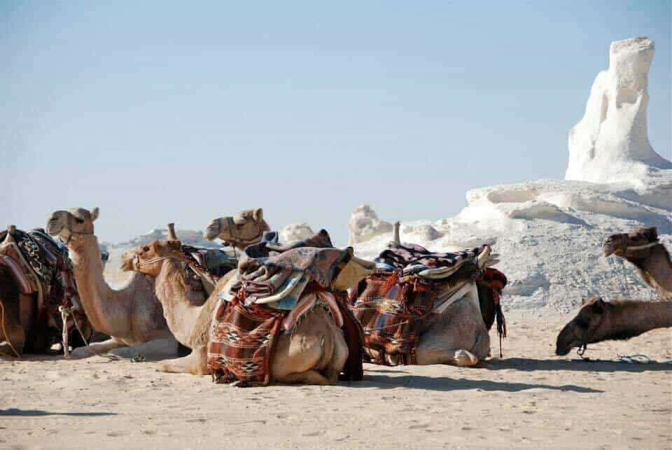 Camel Trekking Tour Egypt Desert